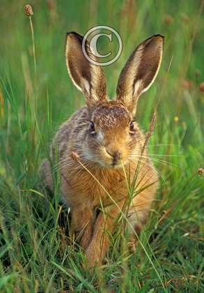 Half Gown  Brown Hare Leveret DM1171